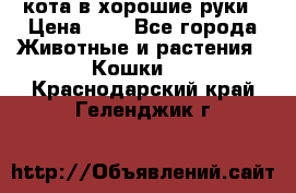 кота в хорошие руки › Цена ­ 0 - Все города Животные и растения » Кошки   . Краснодарский край,Геленджик г.